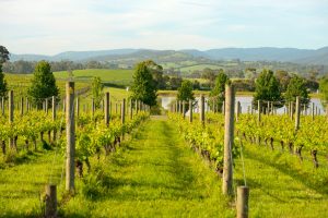Yarra Valley wines