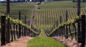 Best Wineries Yarra Valley